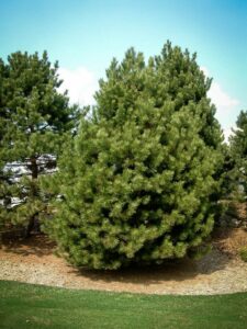 Сосна Чёрная (Pinus Nigra) купить по цене от 270.00р. в интернет-магазине «Посадика» с доставкой почтой в в Тындае и по всей России – [изображение №1].