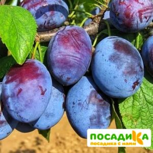 Слива Чачакская ранняя купить по цене от 229.00р. в интернет-магазине «Посадика» с доставкой почтой в в Тындае и по всей России – [изображение №1].