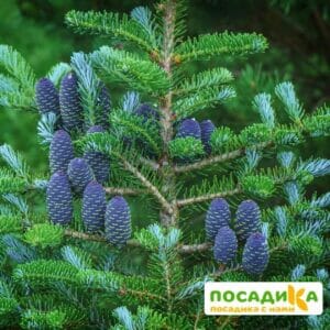 Пихта корейская (Abies koreana) купить по цене от 450.00р. в интернет-магазине «Посадика» с доставкой почтой в в Тындае и по всей России – [изображение №1].