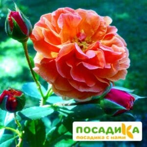 Роза Арабия купить по цене от 350.00р. в интернет-магазине «Посадика» с доставкой почтой в в Тындае и по всей России – [изображение №1].