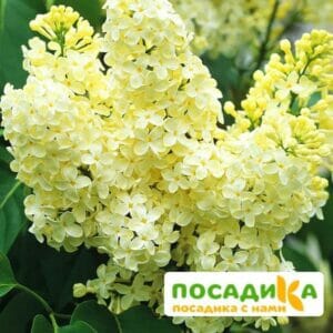 Сирень Примроуз (Primrose) купить по цене от 529.00р. в интернет-магазине «Посадика» с доставкой почтой в в Тындае и по всей России – [изображение №1].