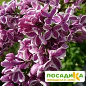 Сирень Сенсация купить по цене от 529.00р. в интернет-магазине «Посадика» с доставкой почтой в в Тындае и по всей России – [изображение №1].