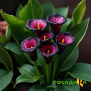 Калла Аура Лейс купить по цене от 400р. в интернет-магазине «Посадика» с доставкой почтой в в Тындае и по всей России – [изображение №1].