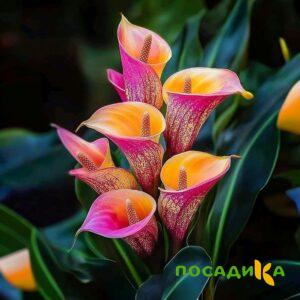 Калла Оникс купить по цене от 450р. в интернет-магазине «Посадика» с доставкой почтой в в Тындае и по всей России – [изображение №1].