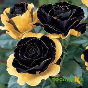 Роза Ханни Сикл купить по цене от 700р. в интернет-магазине «Посадика» с доставкой почтой в в Тындае и по всей России – [изображение №1].