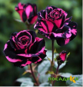 Роза Багровый Шепот купить по цене от 366р. в интернет-магазине «Посадика» с доставкой почтой в в Тындае и по всей России – [изображение №1].
