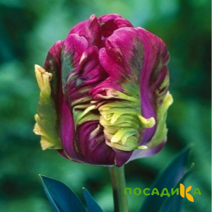 Тюльпан Экзотик Хэвен купить по цене от 186р. в интернет-магазине «Посадика» с доставкой почтой в в Тындае и по всей России – [изображение №1].