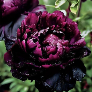 Пион Темный Сад купить по цене от 421р. в интернет-магазине «Посадика» с доставкой почтой в в Тындае и по всей России – [изображение №1].