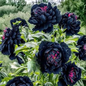 Пион древовидный Сердце Афродиты купить по цене от 600р. в интернет-магазине «Посадика» с доставкой почтой в в Тындае и по всей России – [изображение №1].